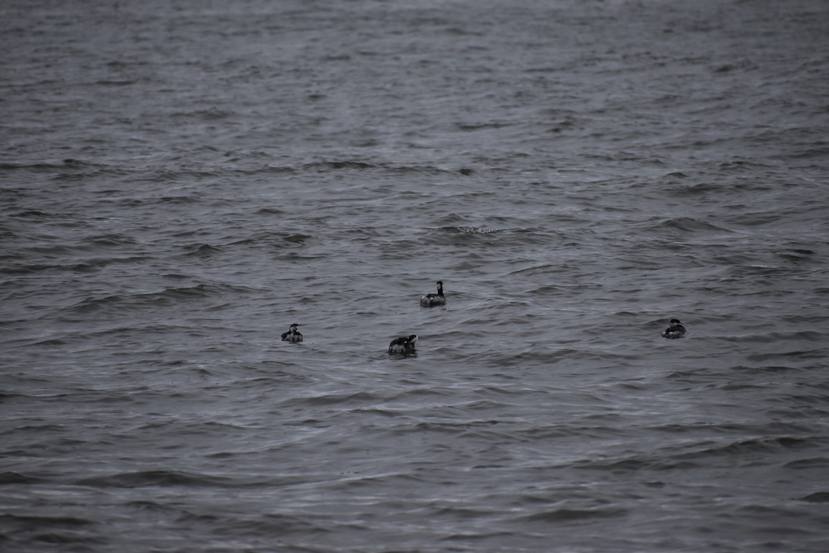 Красношейная поганка - ML646801134