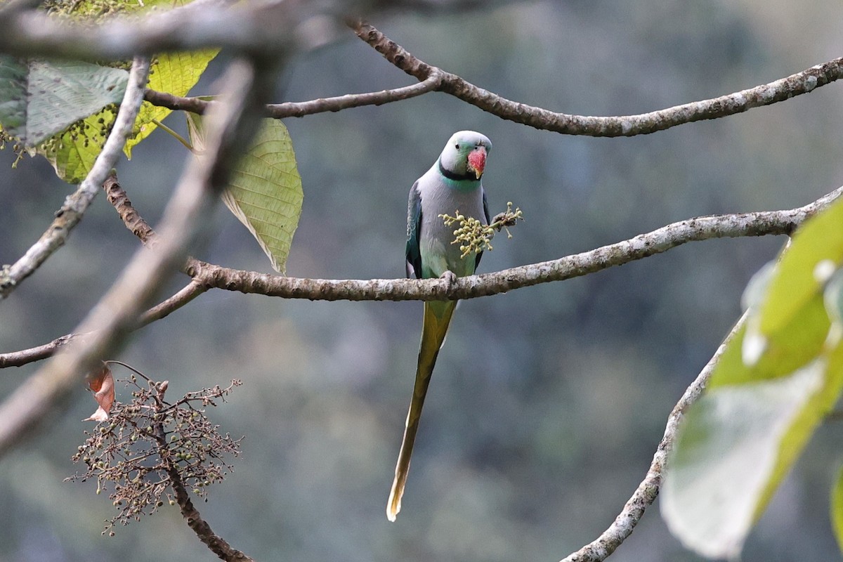 ミドリワカケインコ - ML646801136