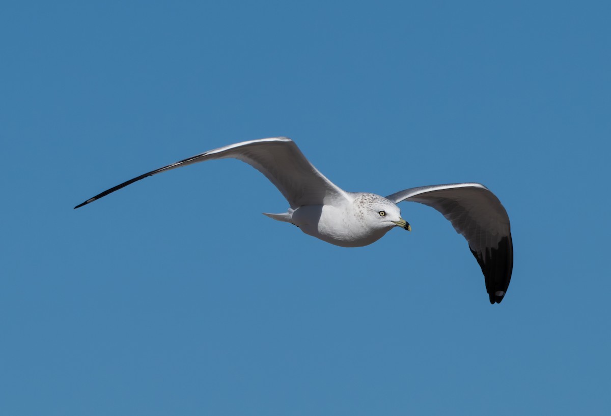 Ring-billed Gull - ML646801137