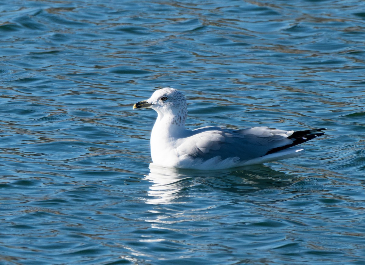 Ring-billed Gull - ML646801138
