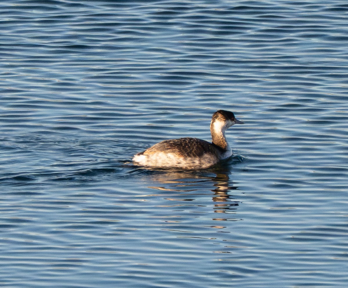 Ухаа шунгуур - ML646801146