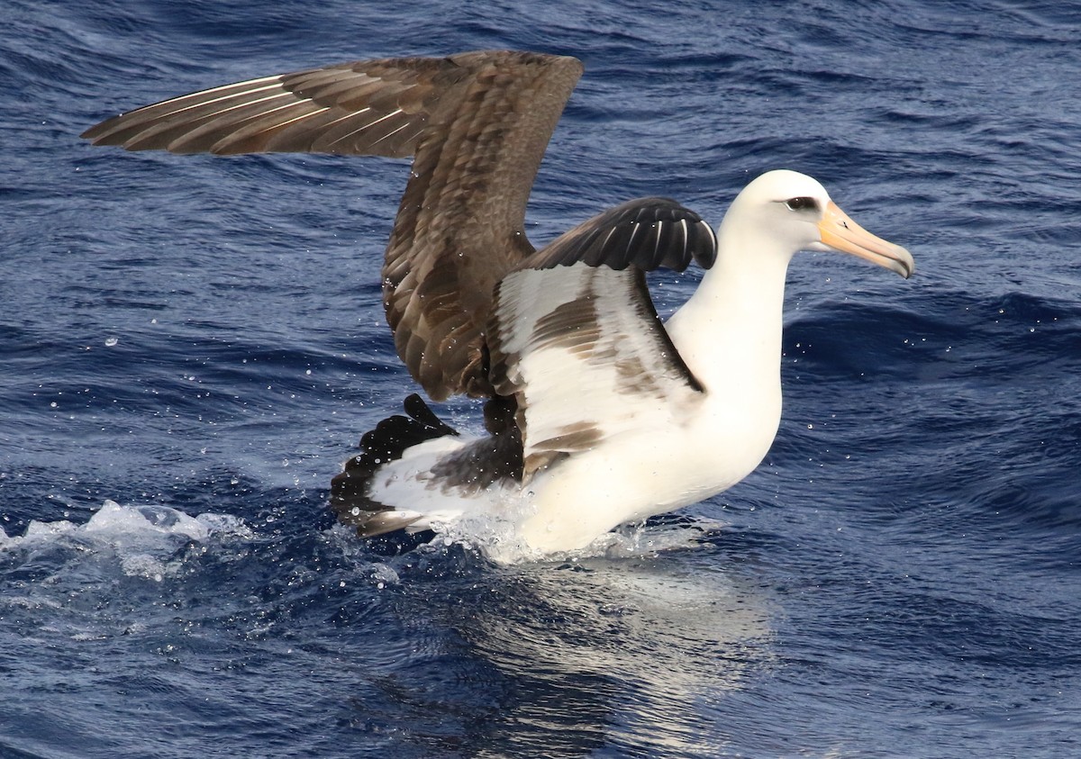 Laysan Albatross - ML646801150