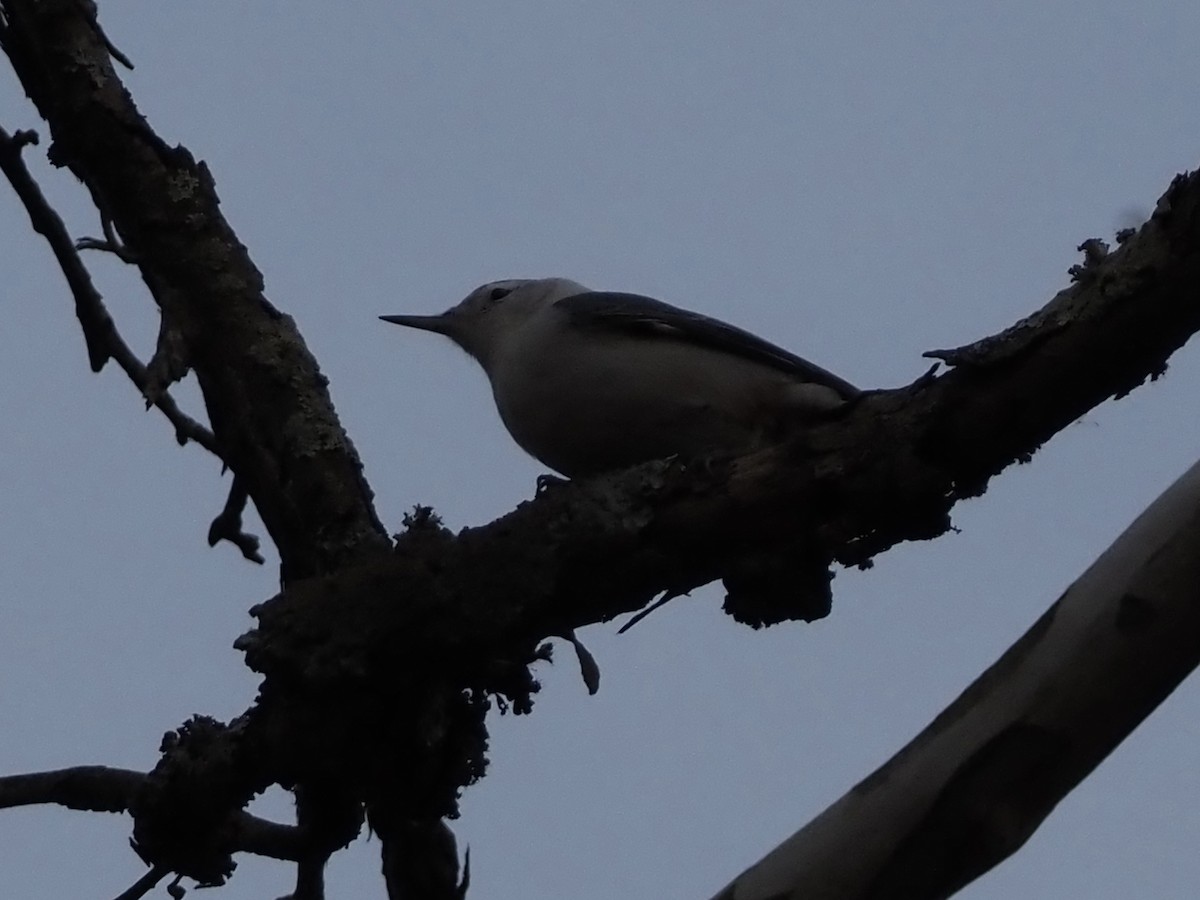 White-breasted Nuthatch - ML646801151