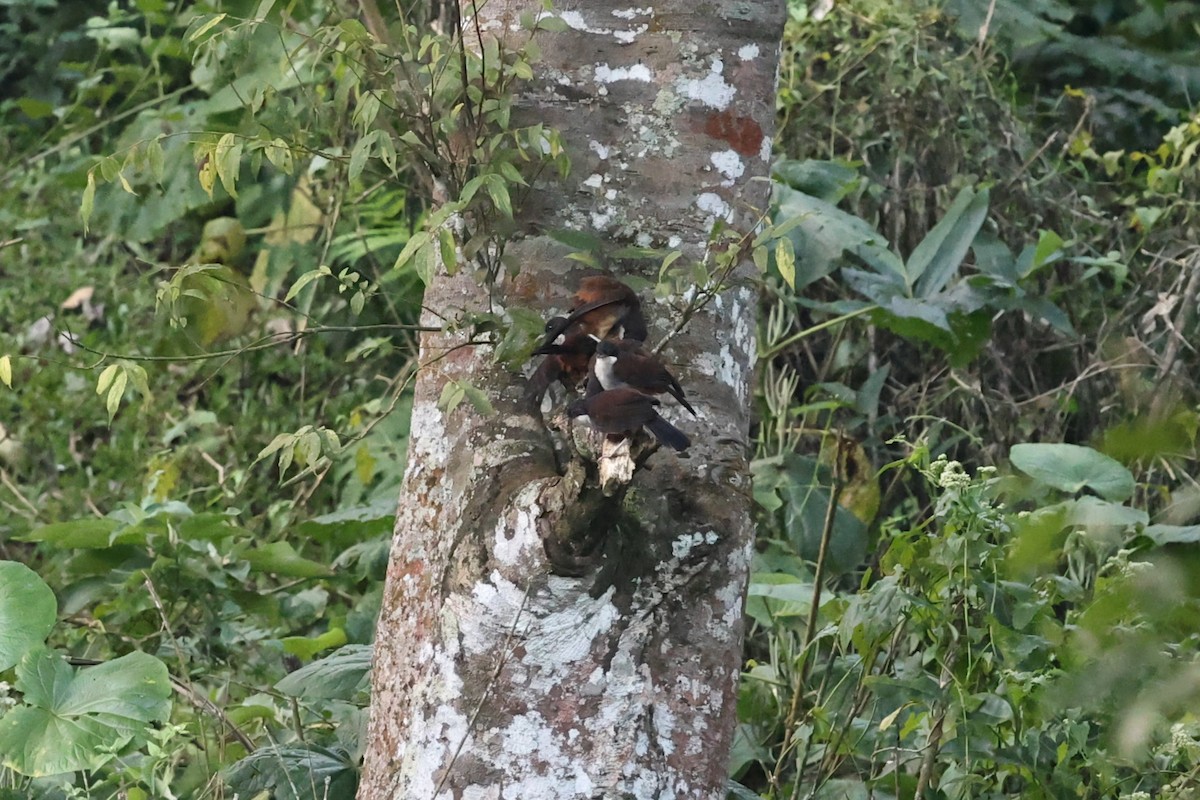 ホオグロガビチョウ - ML646801152