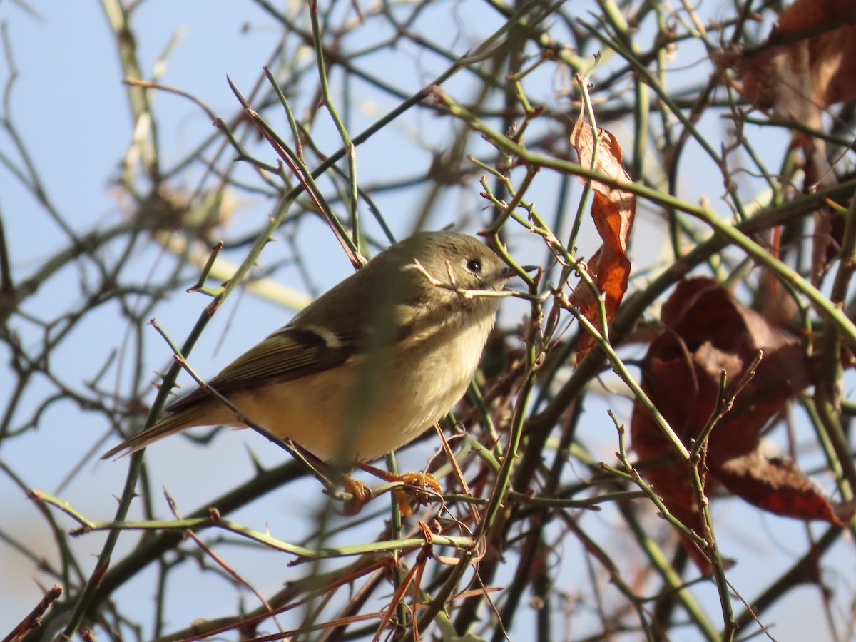 Rubingoldhähnchen - ML646801153