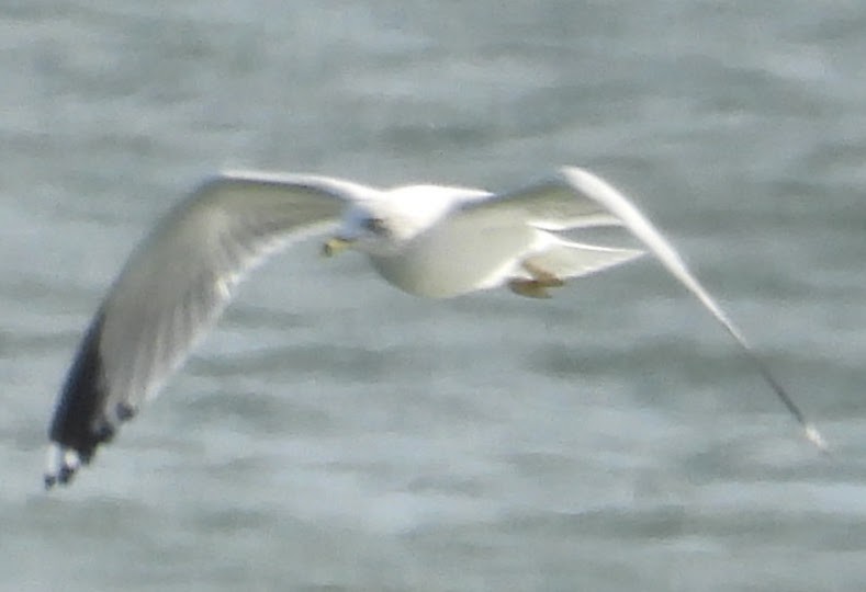 Ringschnabelmöwe - ML646801161