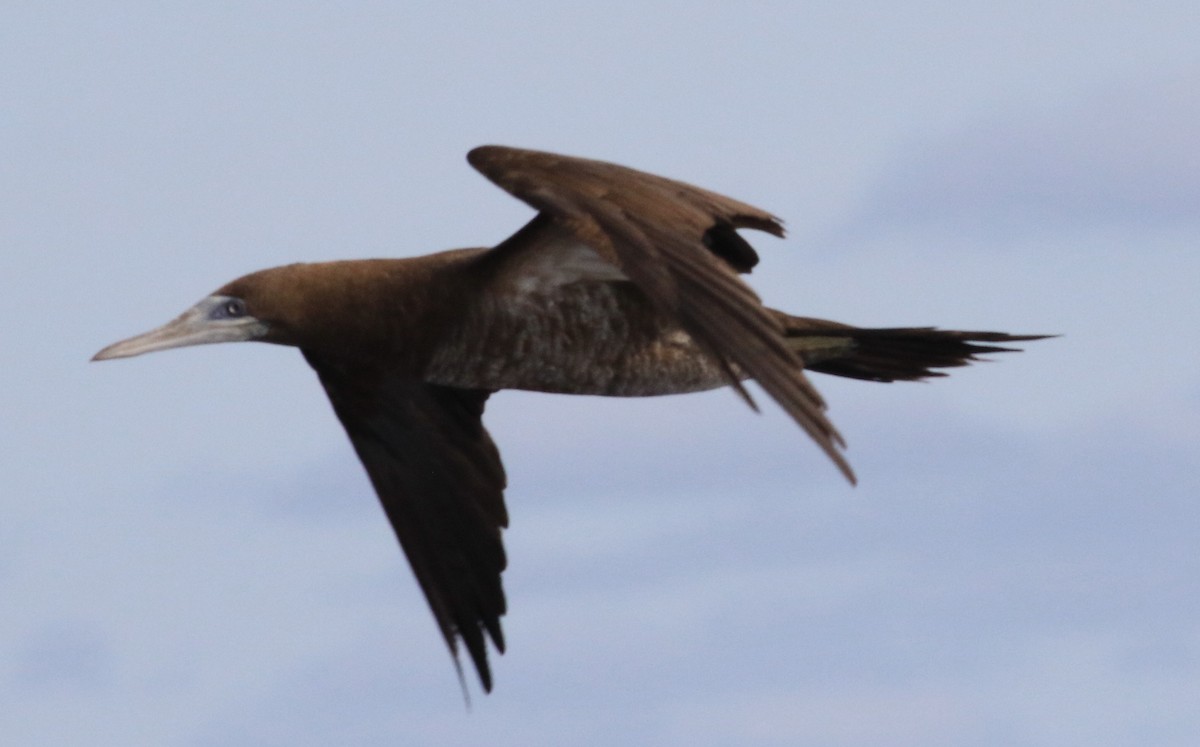 Cocos Booby - ML646801162