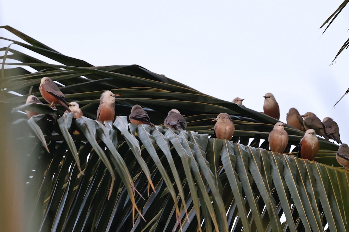 マラバームクドリ - ML646801163