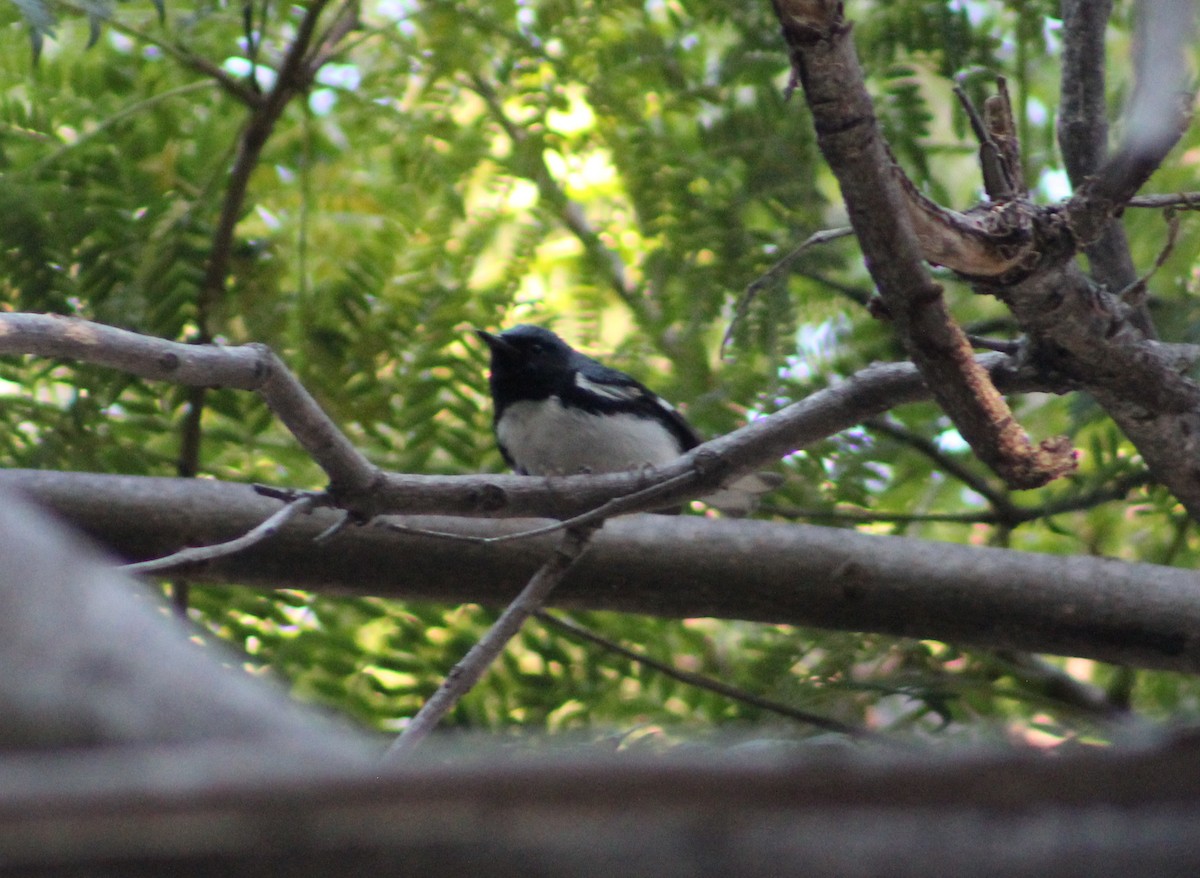 Black-throated Blue Warbler - ML646801165