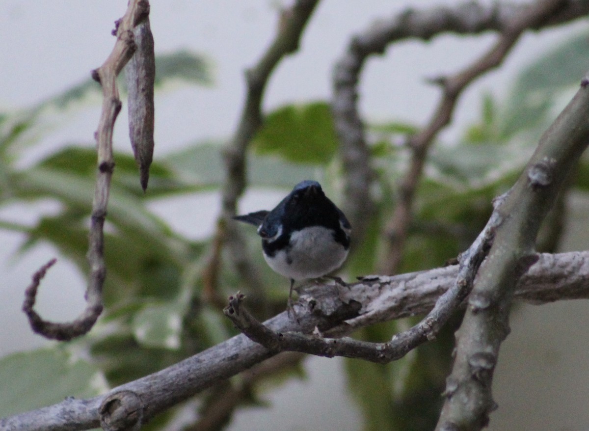 Black-throated Blue Warbler - ML646801166