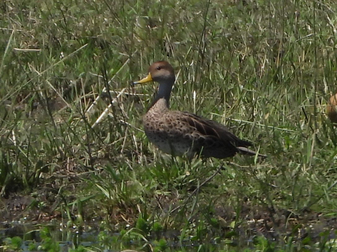 Шилохвіст жовтодзьобий - ML646801168