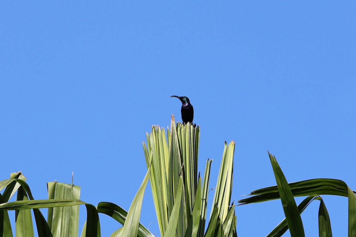 クリムネタイヨウチョウ - ML646801169