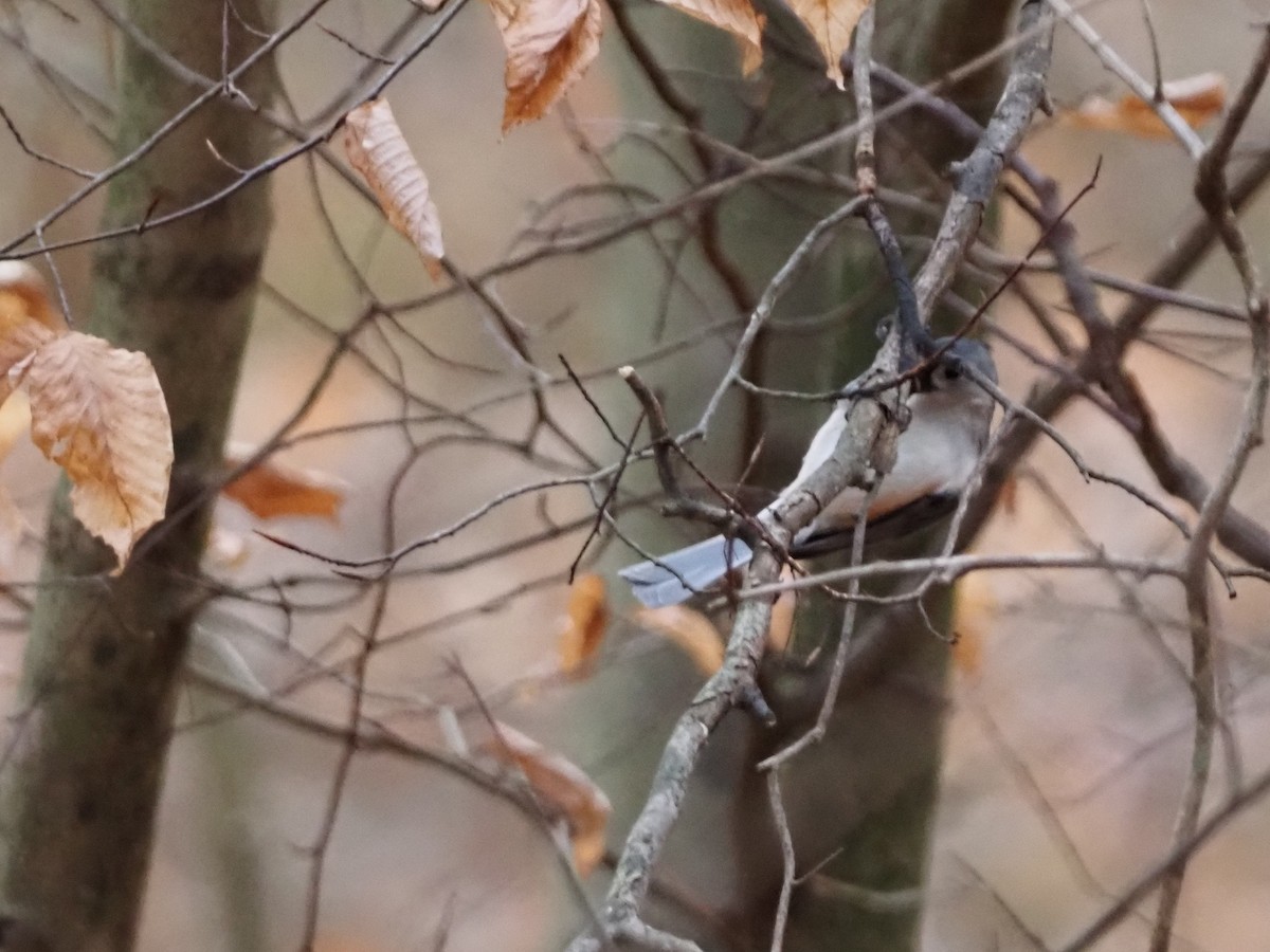 Tufted Titmouse - ML646801170