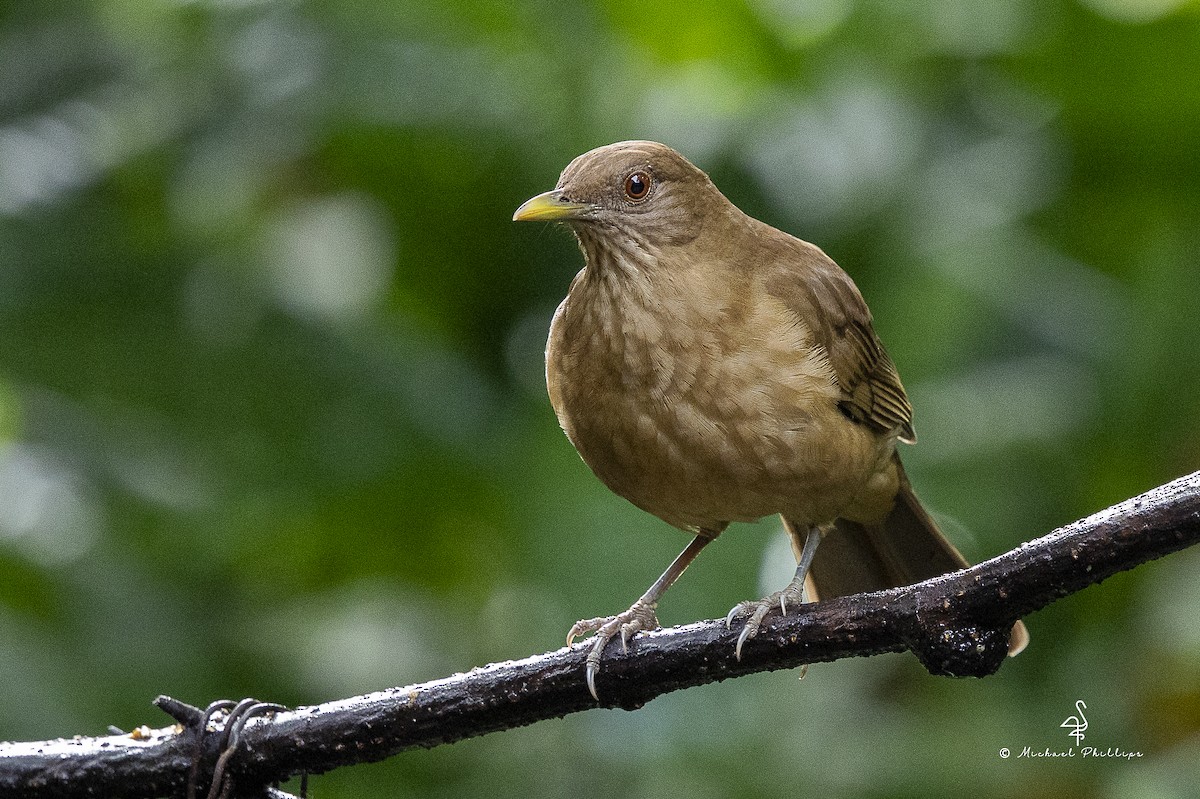 Merle fauve - ML646801179