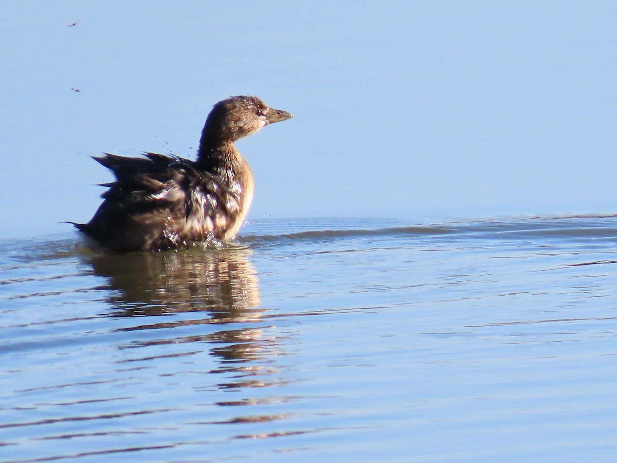 Bindentaucher - ML646801180