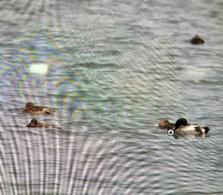 ヨシガモ - ML646801184