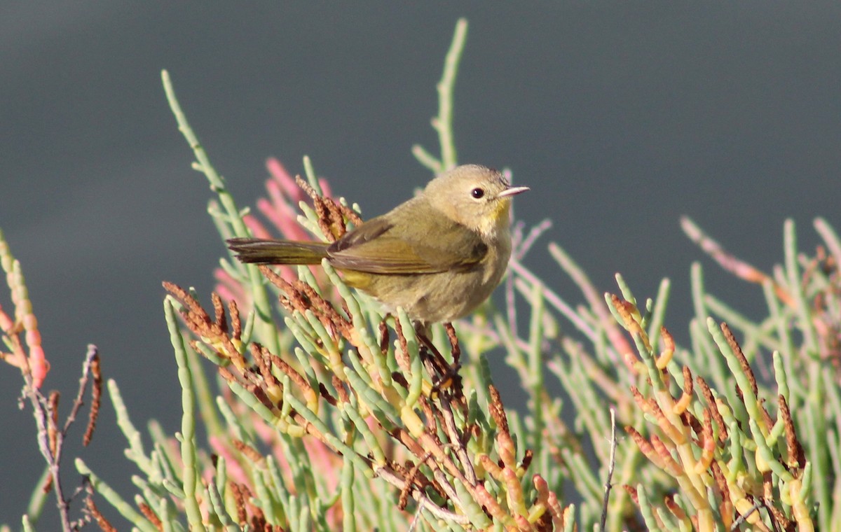Orange-crowned Warbler - ML646801185