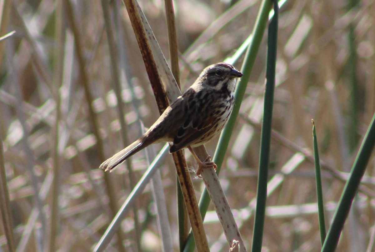 Song Sparrow - ML646801191
