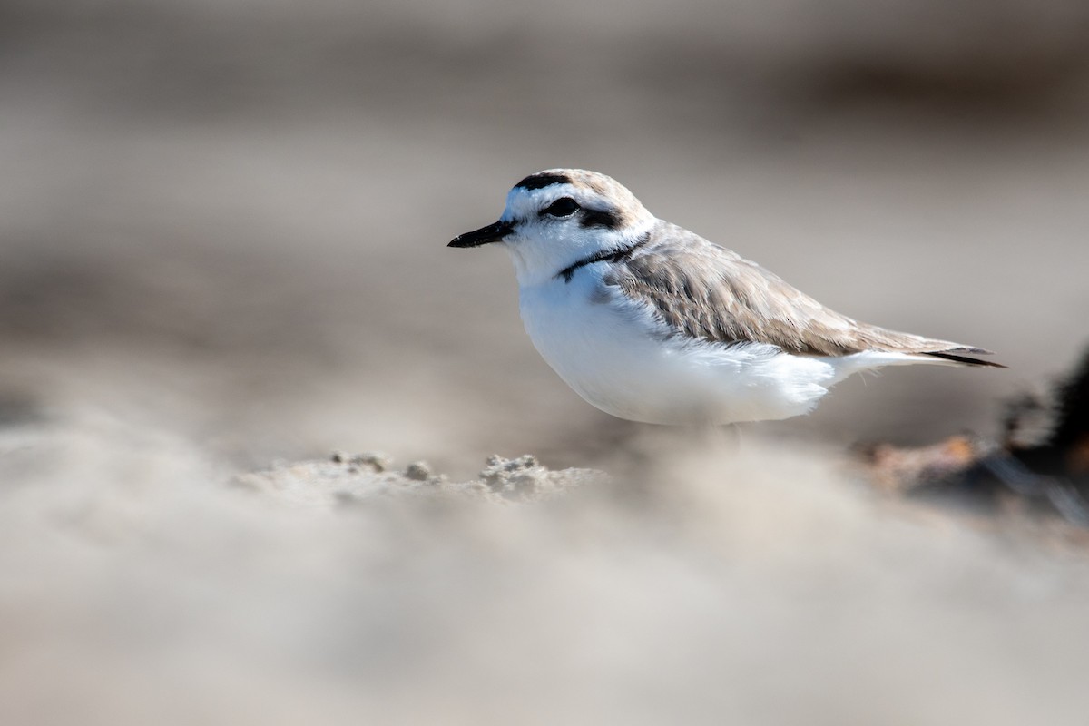 Schneeregenpfeifer - ML646801192