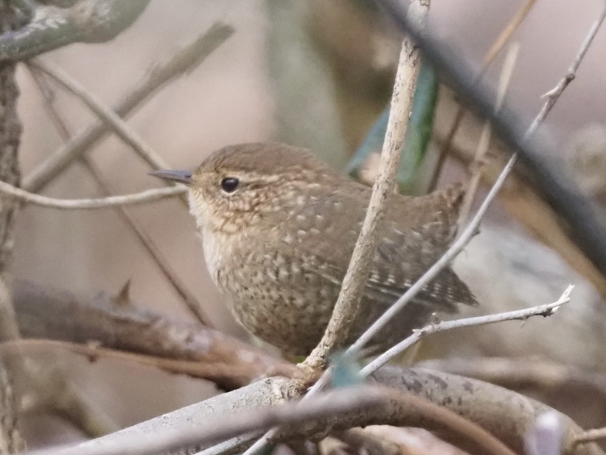 Winter Wren - ML646801194