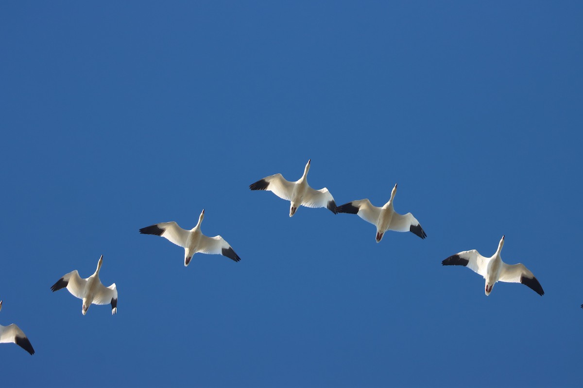 Schneegans - ML646801195