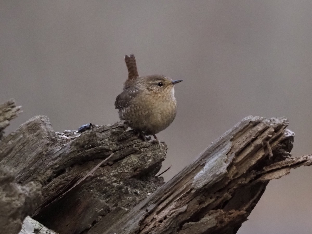 Winter Wren - ML646801196