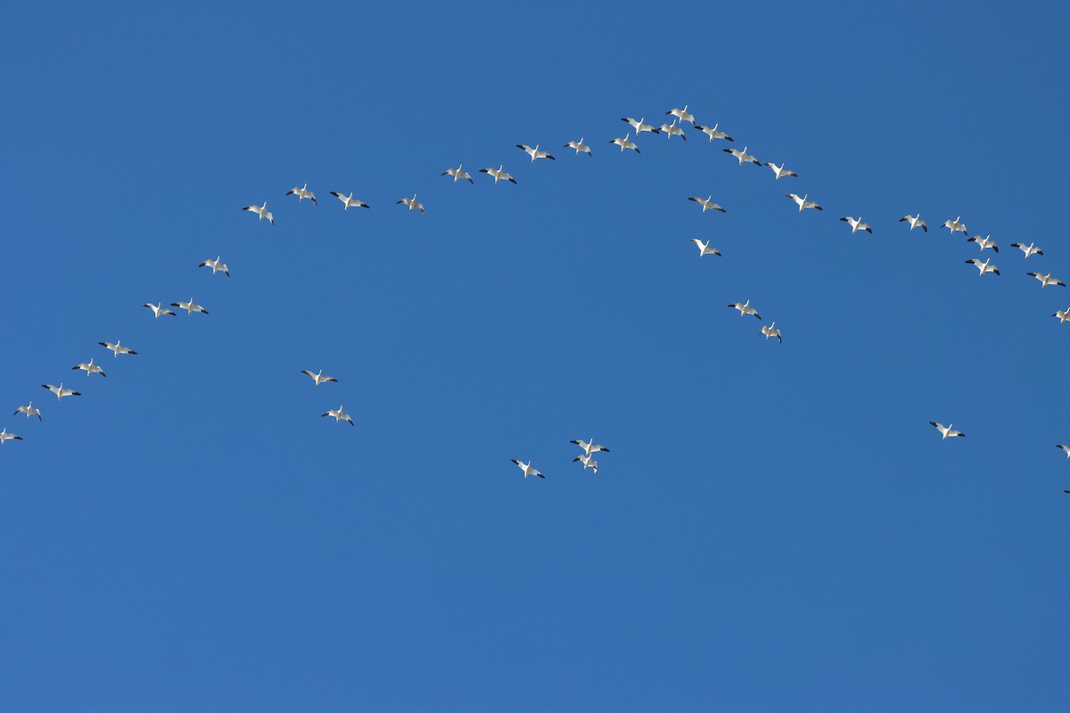 Schneegans - ML646801197