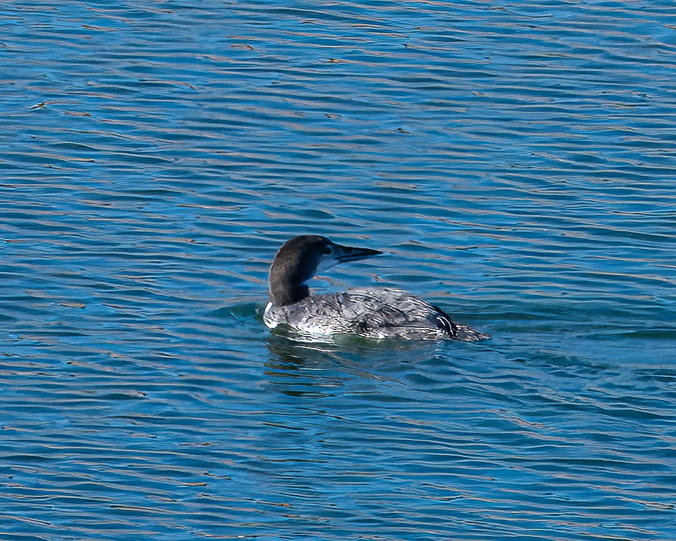 Common Loon - ML646801202