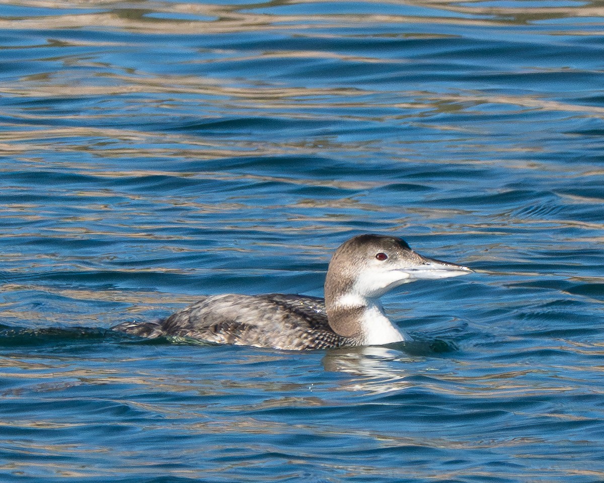Common Loon - ML646801203