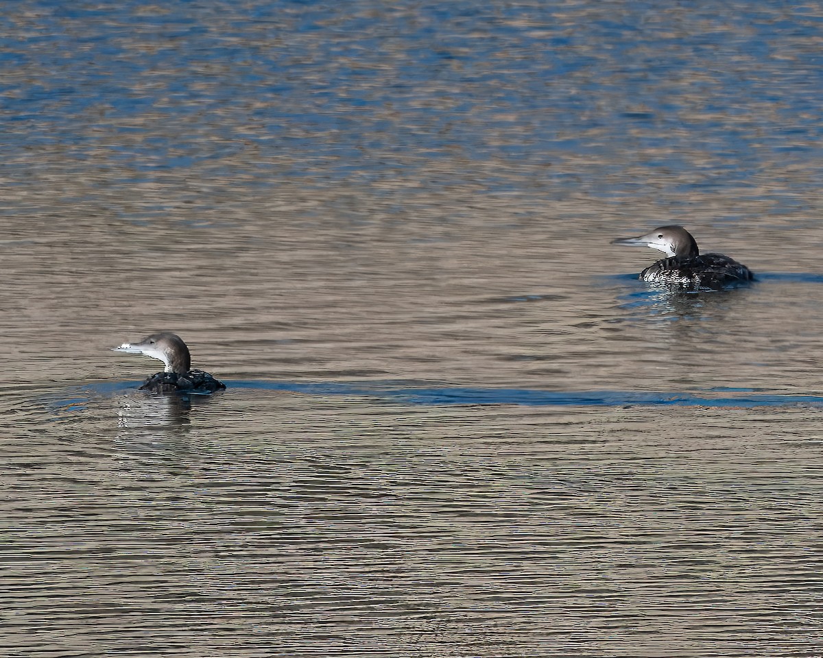 Common Loon - ML646801204