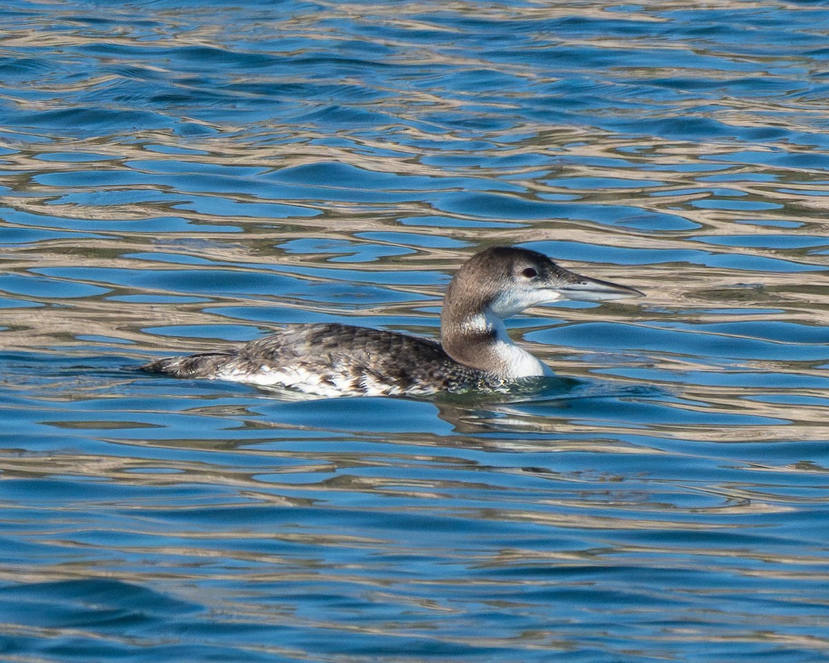 Common Loon - ML646801205