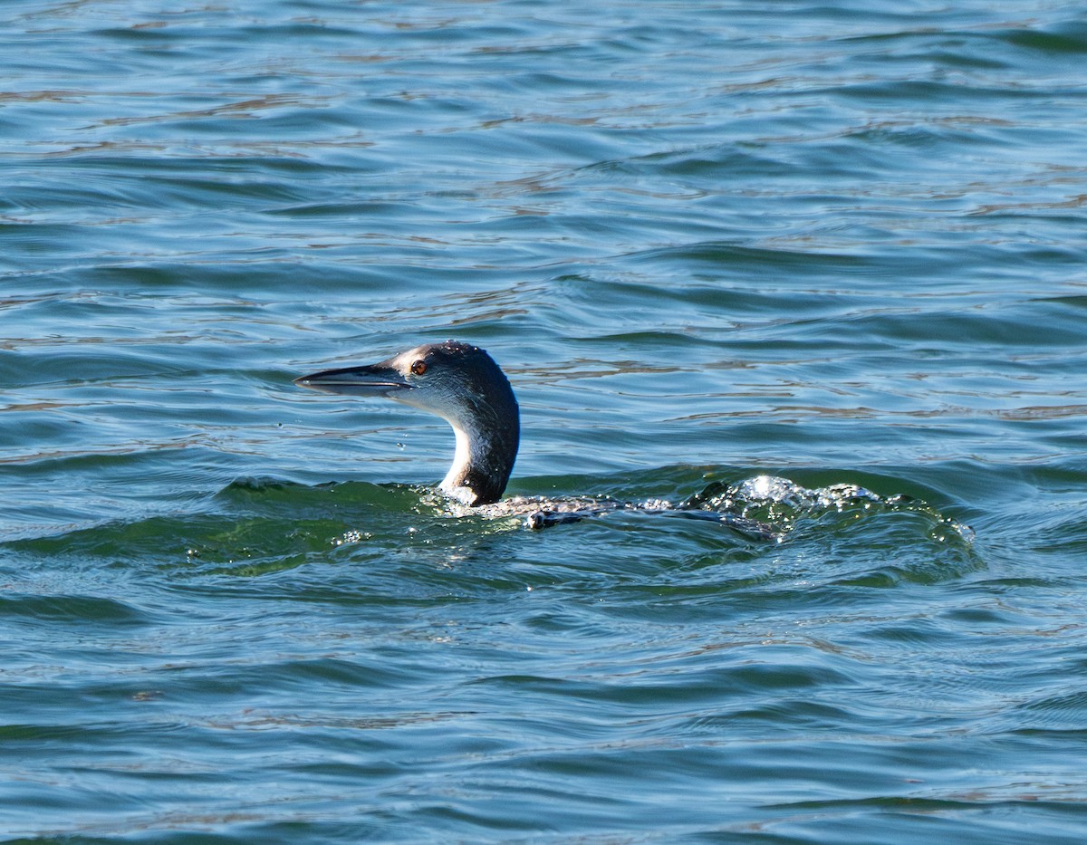 Common Loon - ML646801206