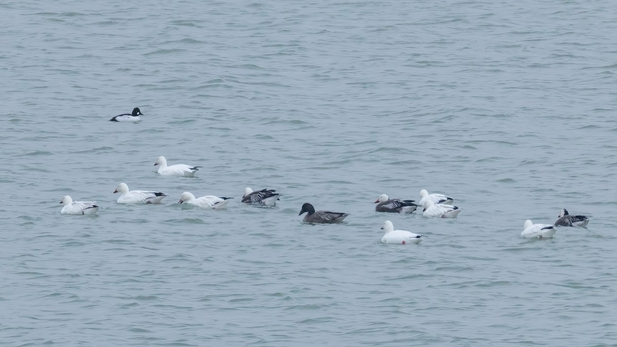 Snow Goose - ML646801207