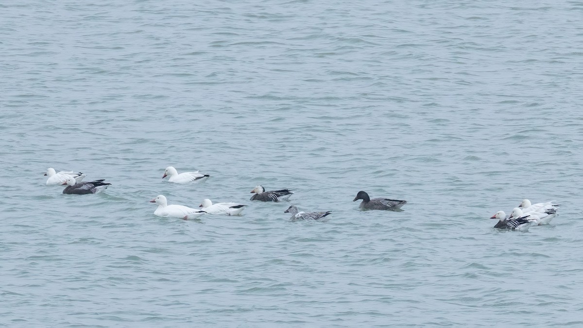 Snow Goose - ML646801208