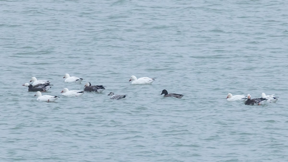 Snow Goose - ML646801209