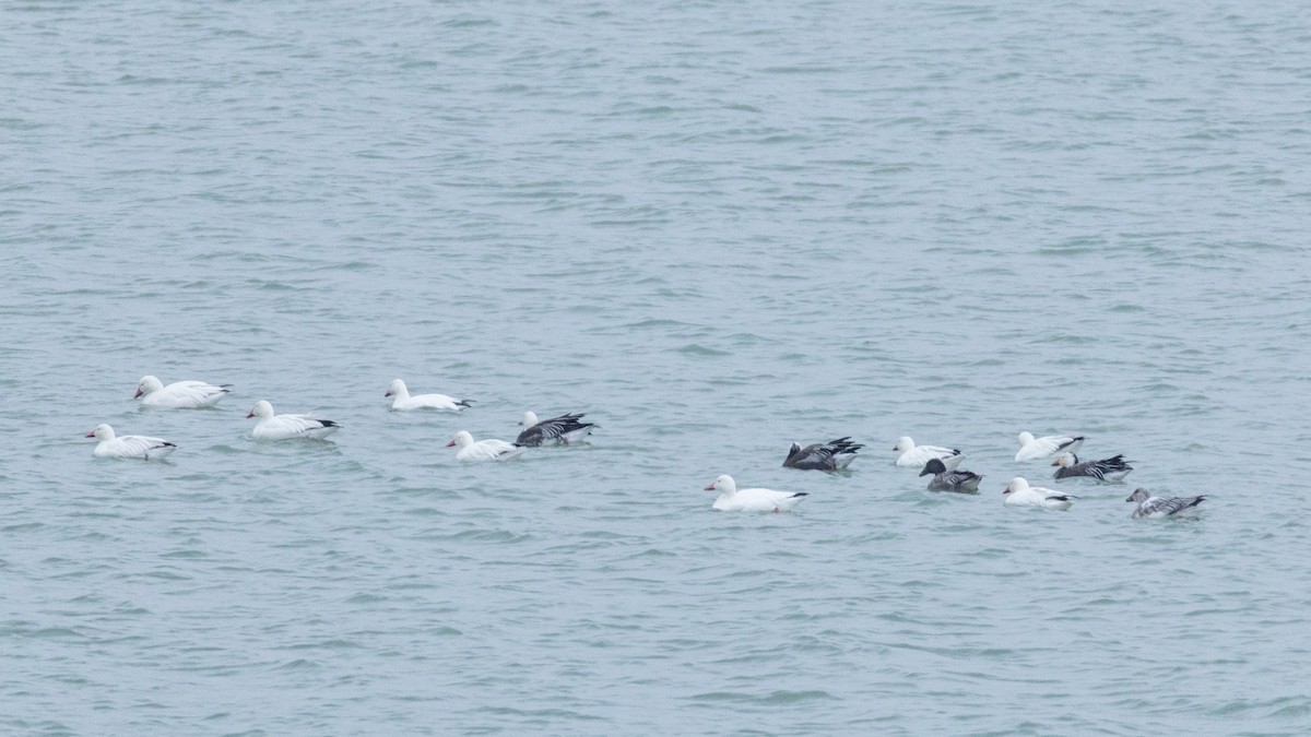 Snow Goose - ML646801210