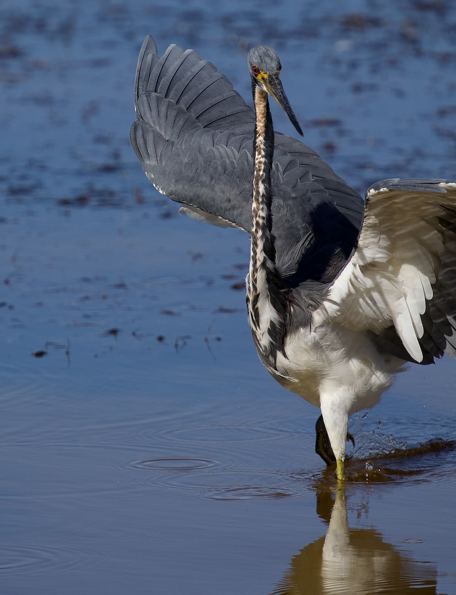 Трёхцветная цапля - ML646801211
