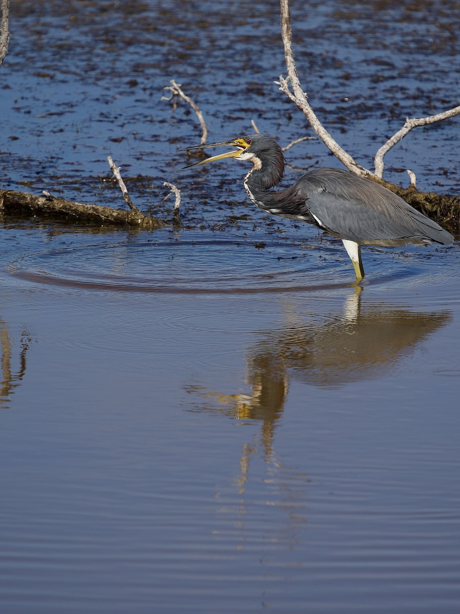 Трёхцветная цапля - ML646801212