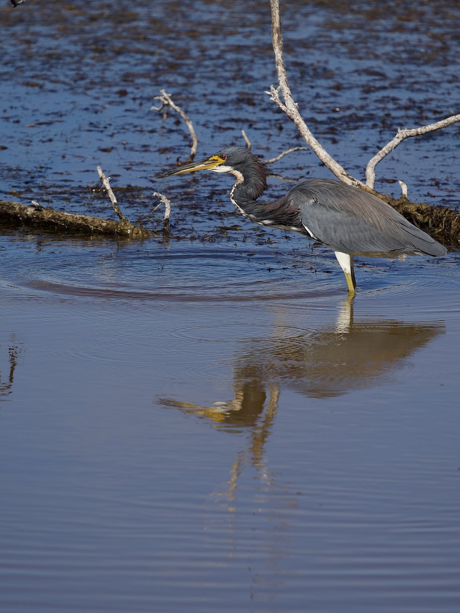 Трёхцветная цапля - ML646801213