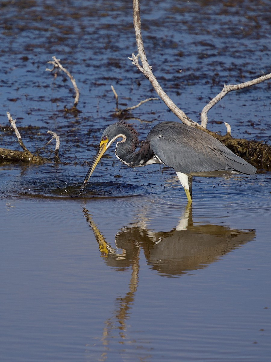 Трёхцветная цапля - ML646801214