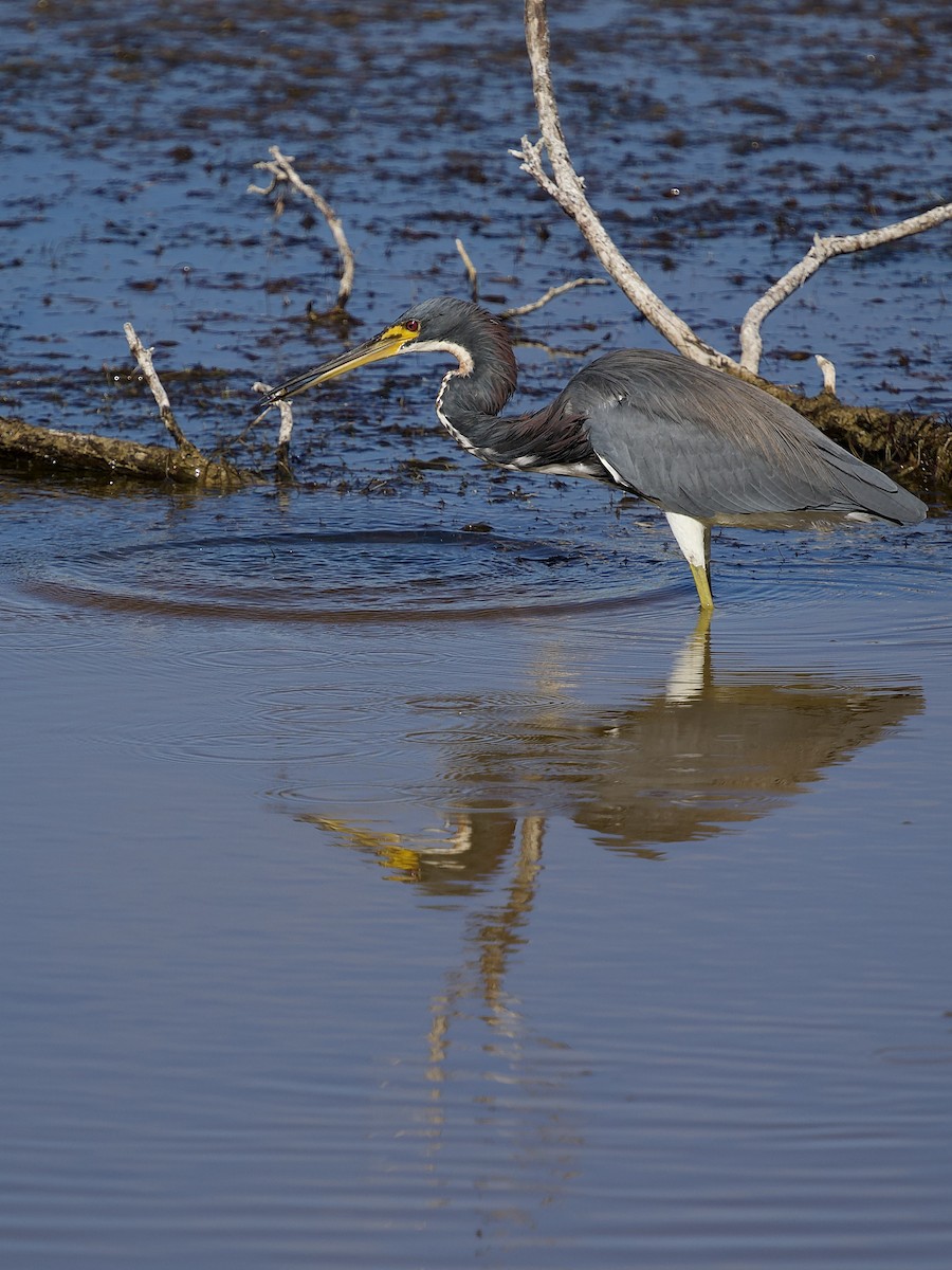 Трёхцветная цапля - ML646801215