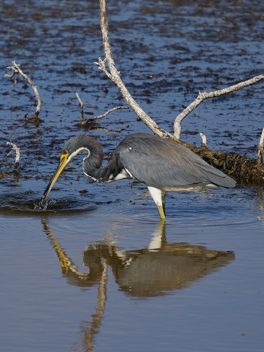 Трёхцветная цапля - ML646801217