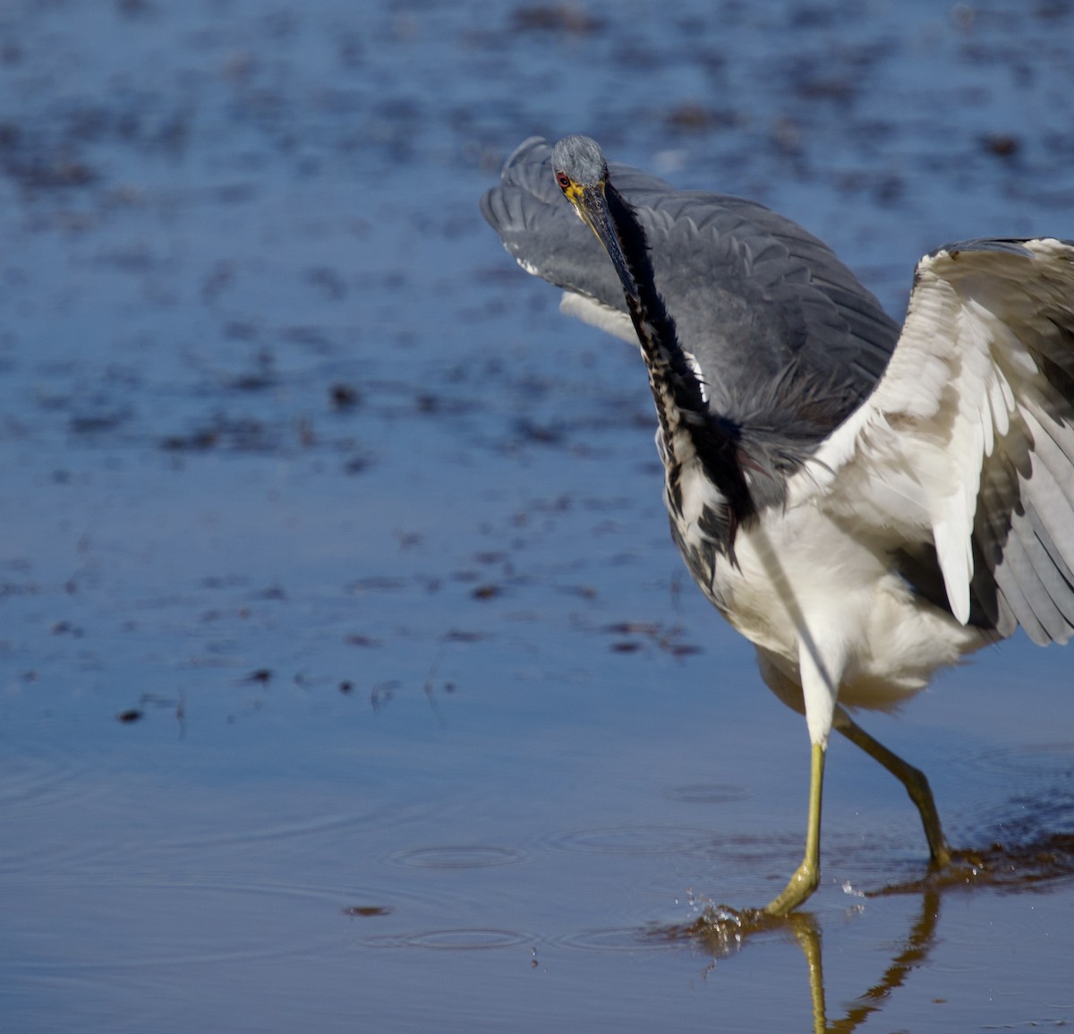 Трёхцветная цапля - ML646801218