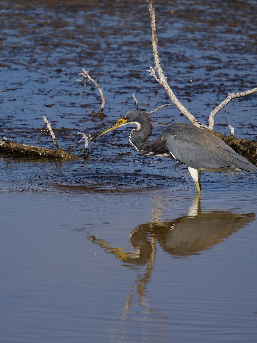 Трёхцветная цапля - ML646801219