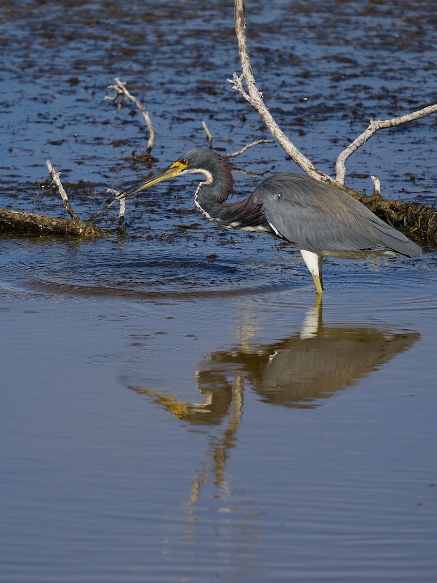 Трёхцветная цапля - ML646801220