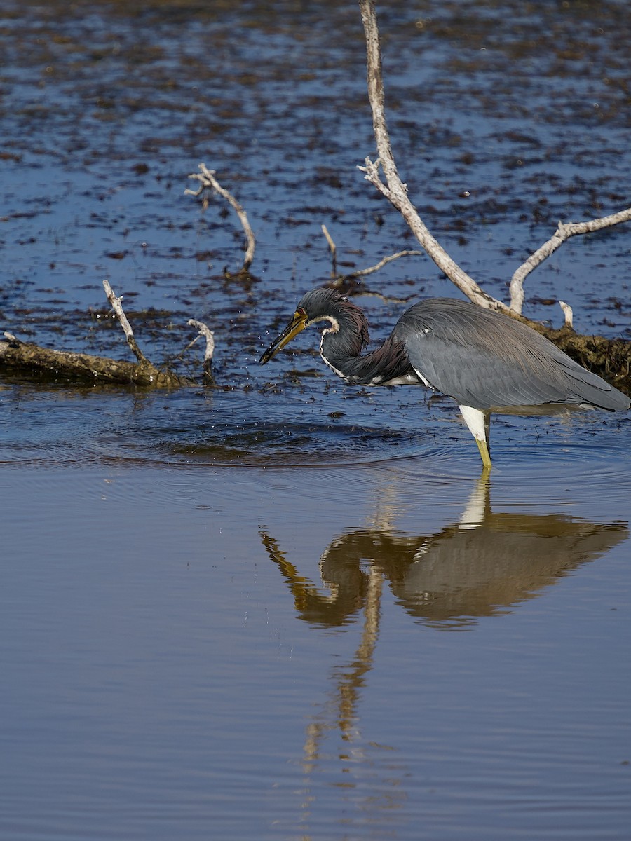 Трёхцветная цапля - ML646801221