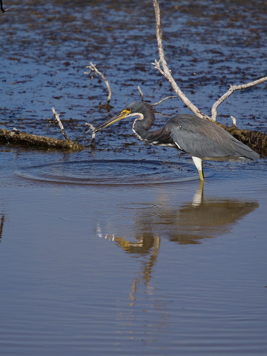 Трёхцветная цапля - ML646801222