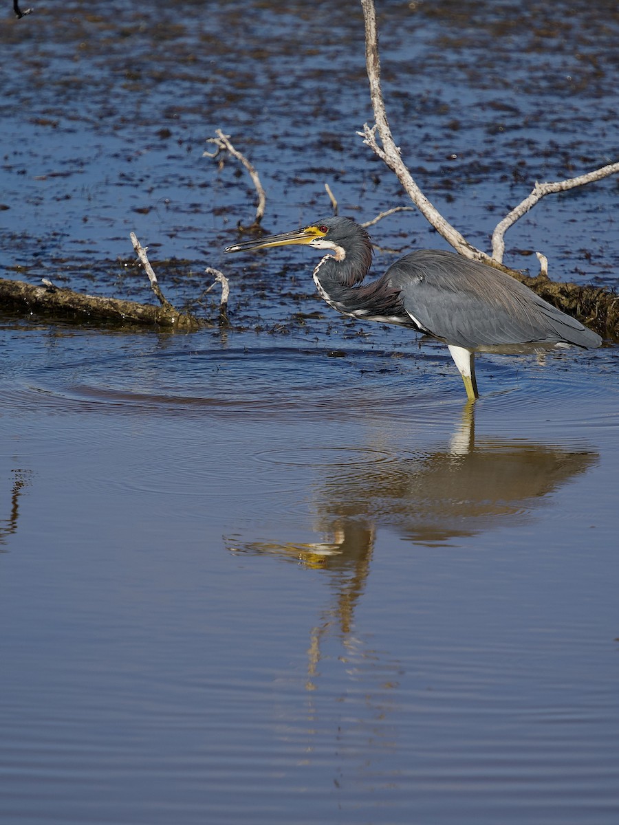 Трёхцветная цапля - ML646801223