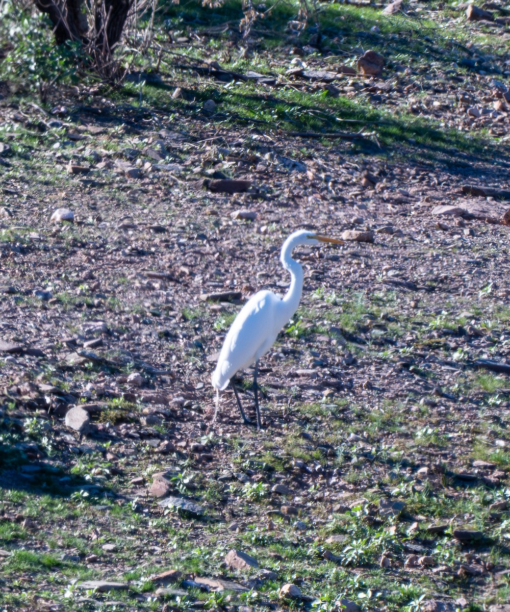 Цасч дэглий - ML646801224