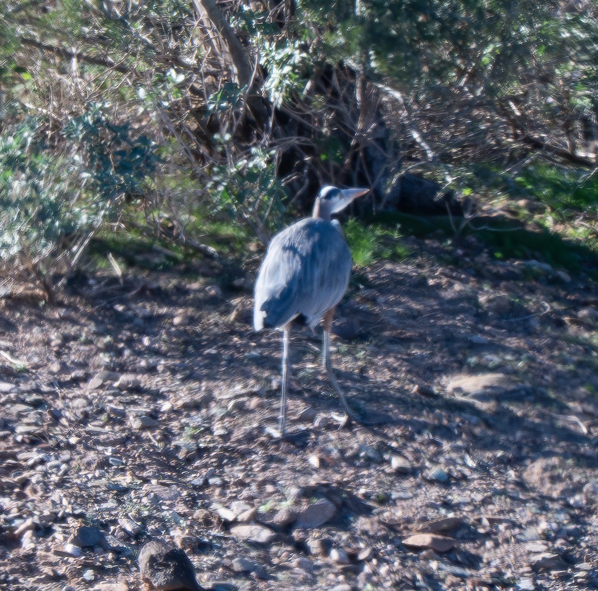 Great Blue Heron - ML646801225